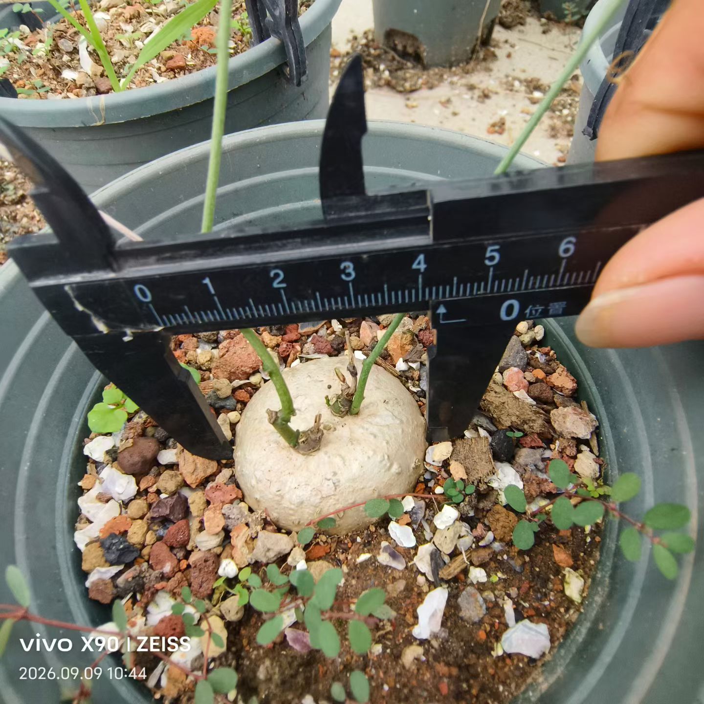 彩叶西番莲。周正漂亮潮流懒人桌面块根绿植一物一拍包邮9/9