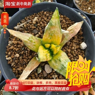 实生怒涛牡丹锦无刺草球仙人球植物一物一拍室内盆栽包邮11/3