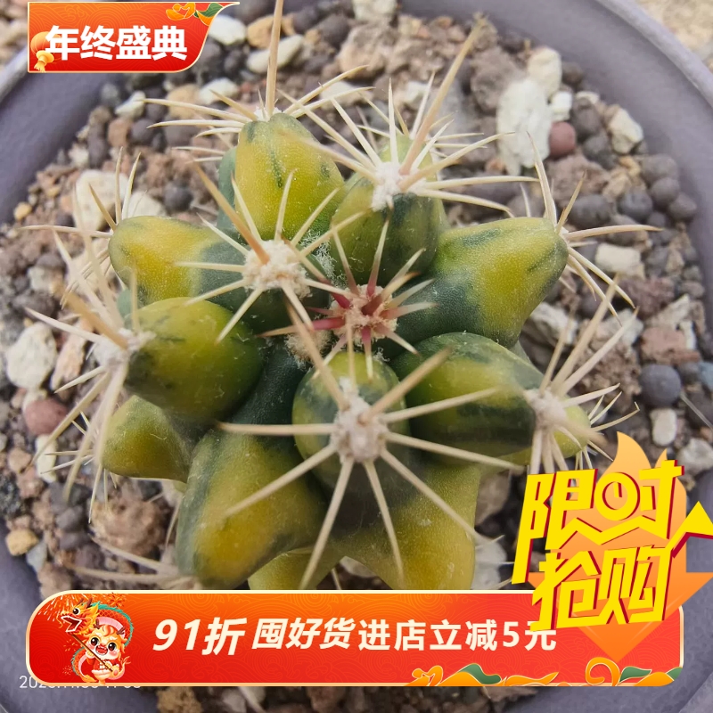 实生大红鹰*大统领锦仙人球稀有品种一物一拍室内盆栽包邮11/6