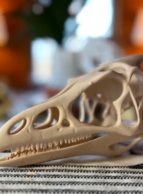 翼龙头骨化石3d打印ins爬宠沙漠缸陆缸场景道具摆件家居氛围道具