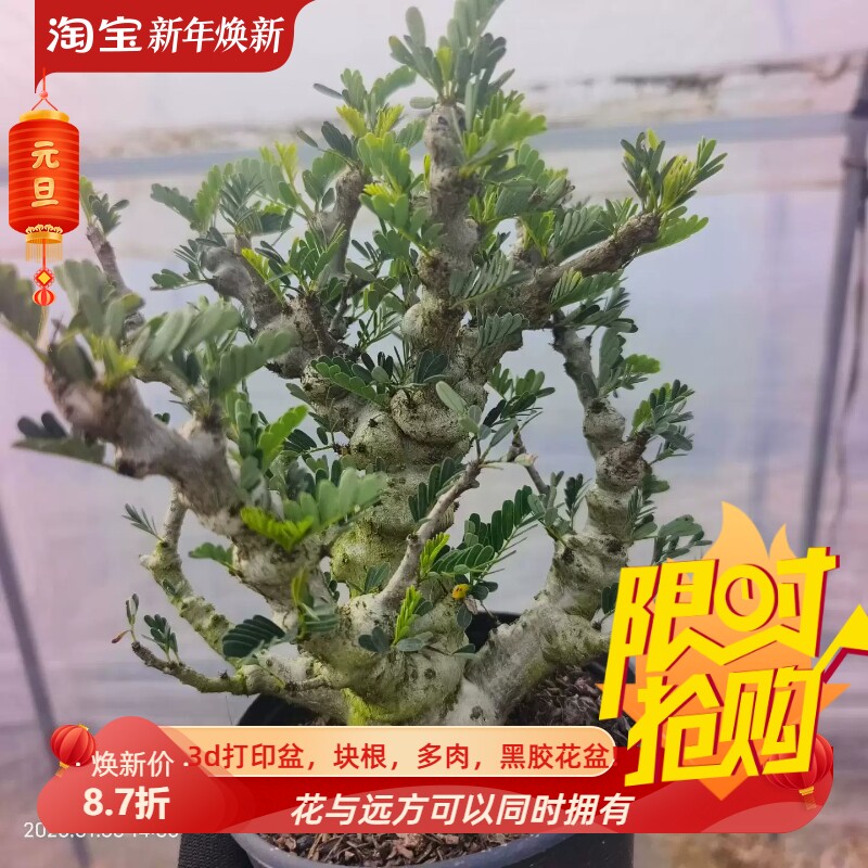 念珠沙漠苏木块根懒人植物潮流多肉室内盆栽一物一拍1/29
