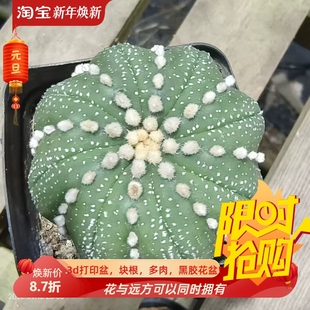 实生连心海星兜星球属仙人球懒人植物多肉一物一拍多肉包邮9/13