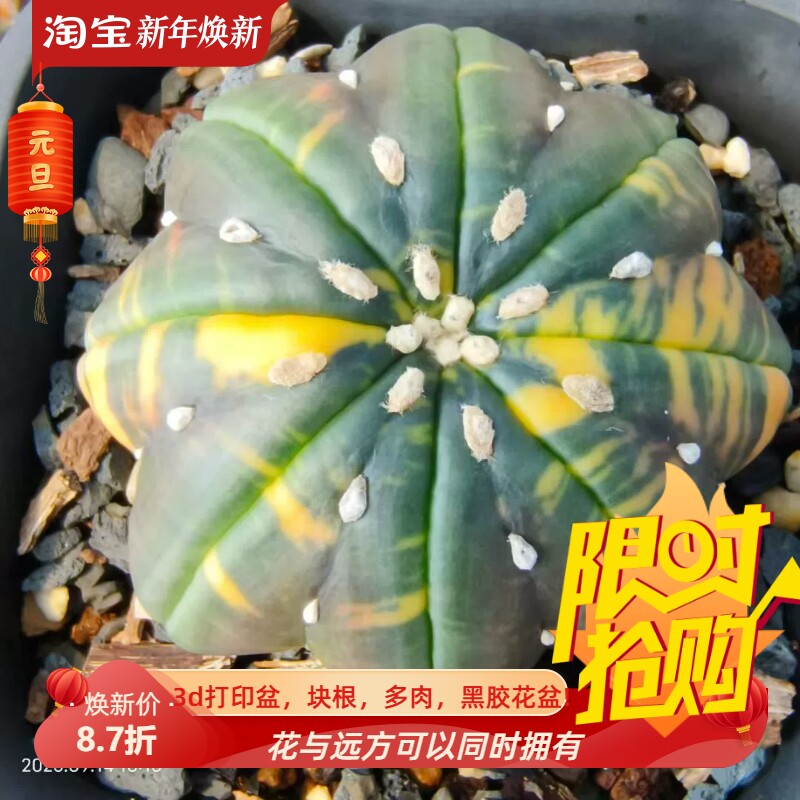 实生海星指纹兜锦星球属潮流懒人仙人球多肉一物一拍多肉包邮9/14