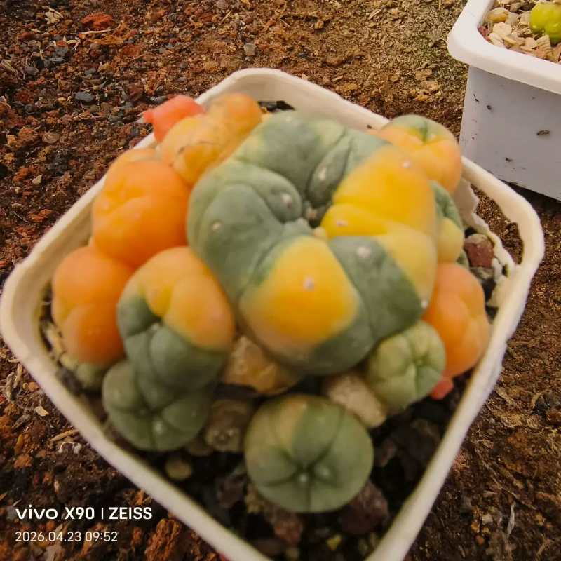 子吹芋锦超高颜值仙人球潮流绿植新奇多肉带盆发一物一拍4/25