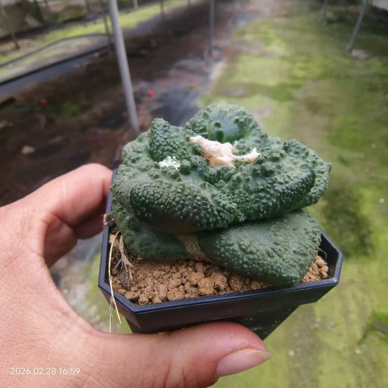 实生混血牡丹 颜值很高懒人桌面仙人球稀有沙生绿植一物一拍3/3