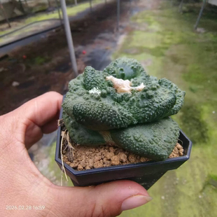 实生混血牡丹 颜值很高懒人桌面仙人球稀有沙生绿植一物一拍3