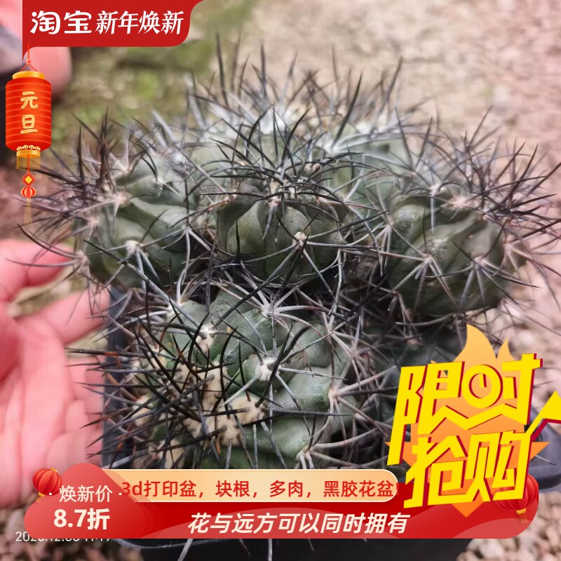群生栗星玉,自根株龙爪球稳根一物一拍仙人球潮流多肉包邮12/3