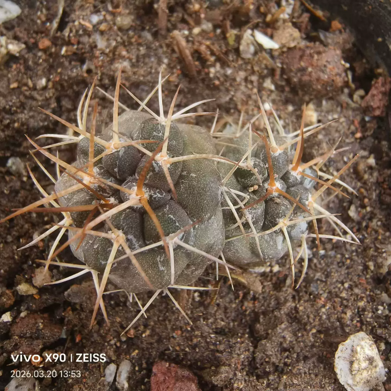 实生双头白刺黑王丸潮流龙爪球室内仙人球植物一物一拍多肉3/21