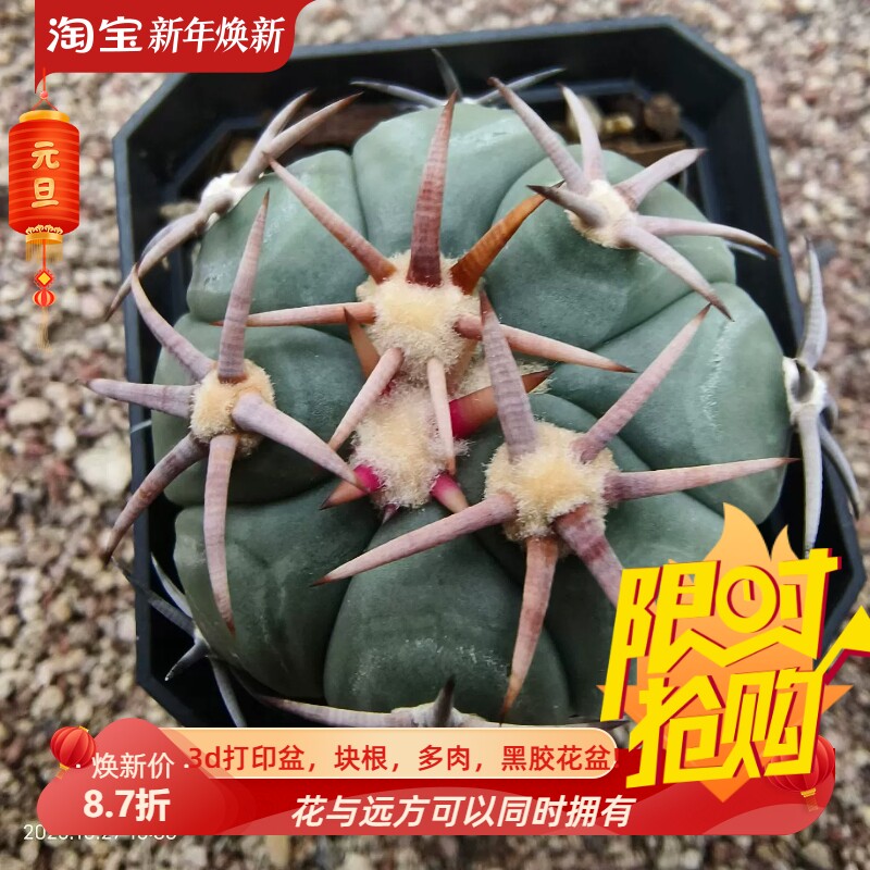 短豪刺翠平丸自根侧芽株潮流仙人球稀有品多肉一物一拍包邮10/28