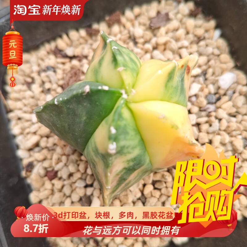五角鸾凤玉散斑拉丝极上斑锦星球属仙人球植物一物一拍包邮7/2