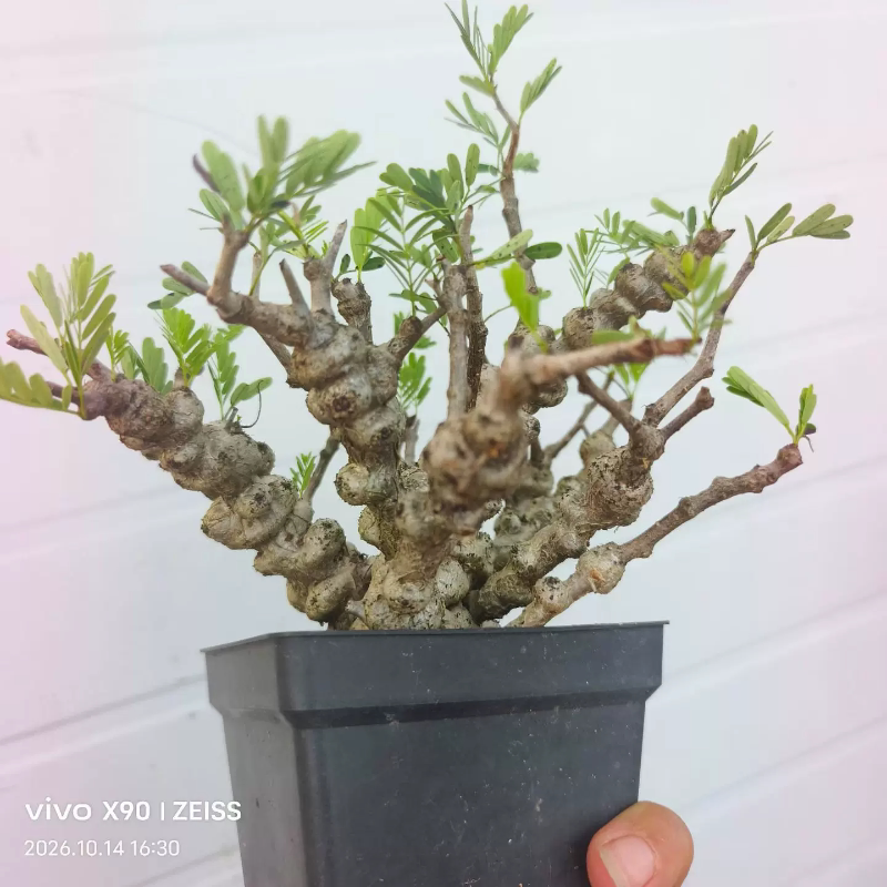 实生念珠苏木爆瘤株潮流块根植物懒人绿植一物一拍包邮10/15
