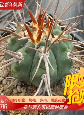 碧岩玉x摩天龙粗刺自根多年仙人球稀有品多肉一物一拍包邮10/29