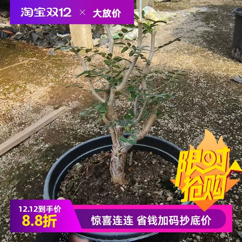 滔天橄榄枝干粗壮潮流懒人沙生块根一物一拍仙人球多肉包邮12/6