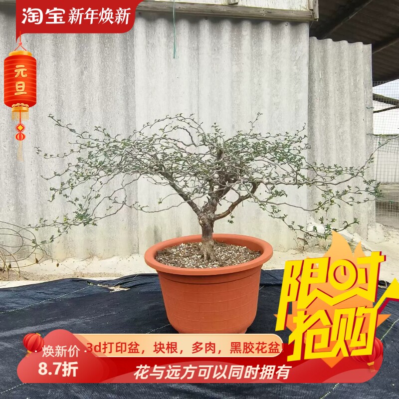 多枝条滔天橄榄块根植物室内盆栽稀有品种多肉一物一拍包邮11/13