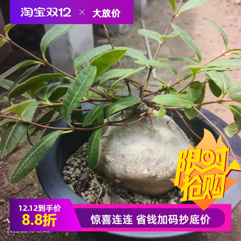 白皮萝藦萝藦科潮流懒人块根多肉一物一拍室内盆栽包邮6/15