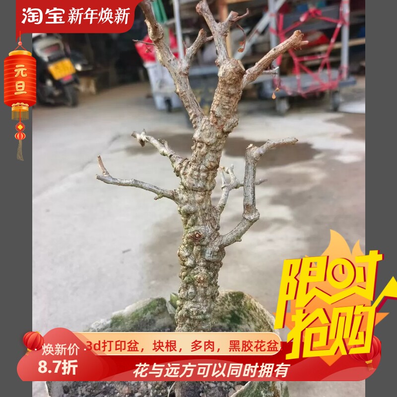 满瘤象足漆树,潮流懒人块根植物室内盆栽多肉一物一拍8/16