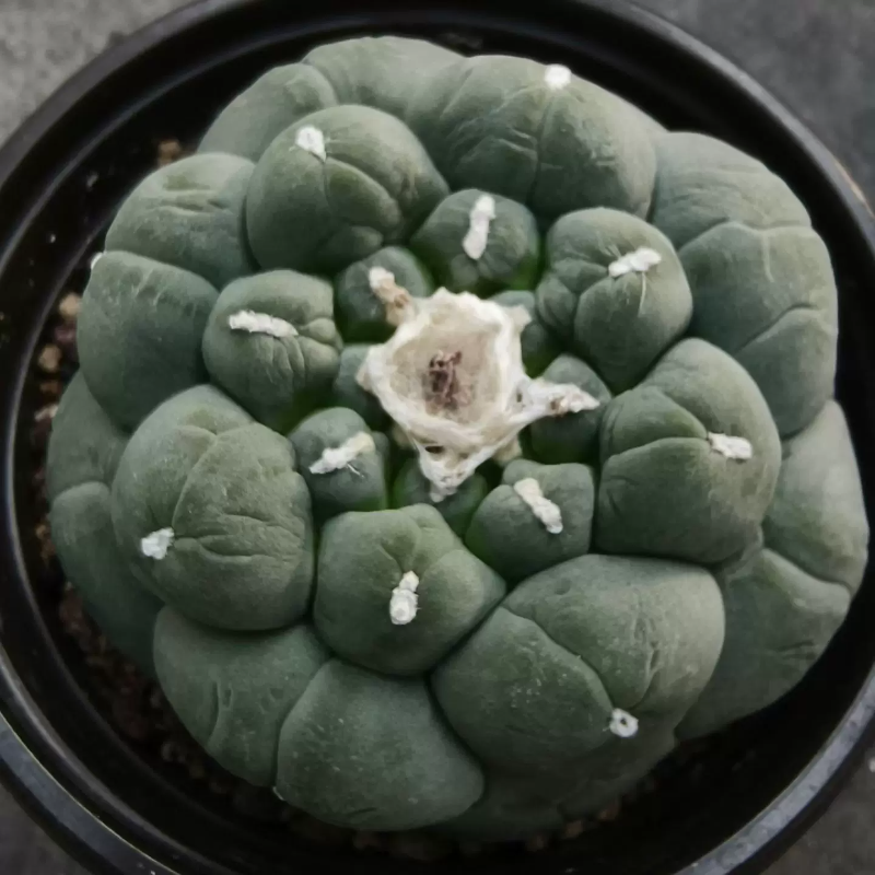 大疣无刺草球自根株仙人球桌面室内稀有盆栽沙生绿植一物一拍2/13