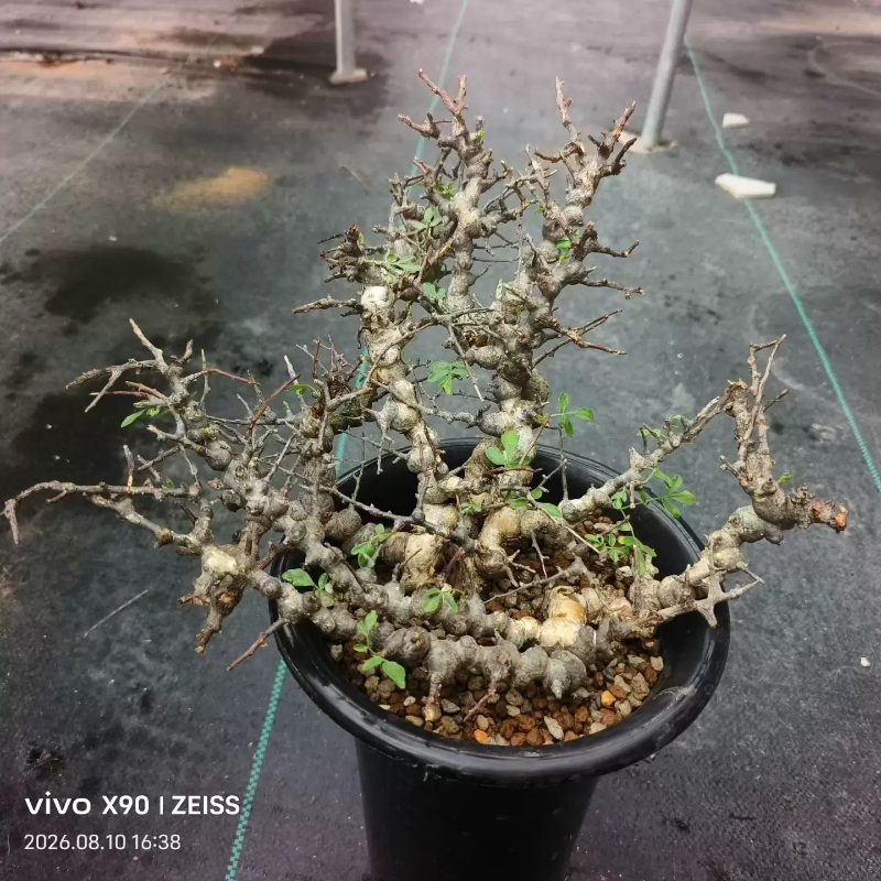念珠橄榄新入盆刚发根潮流科块根植物室内盆栽多肉一物一拍8/9