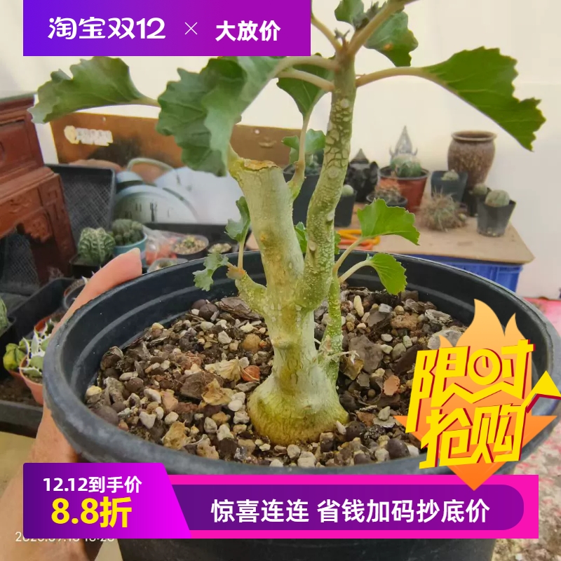 实生石豪硫桑琉桑科潮流懒人块根植物多肉一物一拍多肉包邮9/12