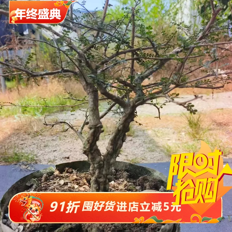 实生爆满瘤列加漆树，堪比象足漆树双头株多肉一物一拍包邮9/16