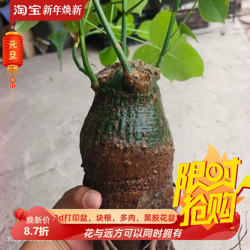 可塑性高的龟甲木棉10cm块根一物一拍室内盆栽稀有品种包邮10/19