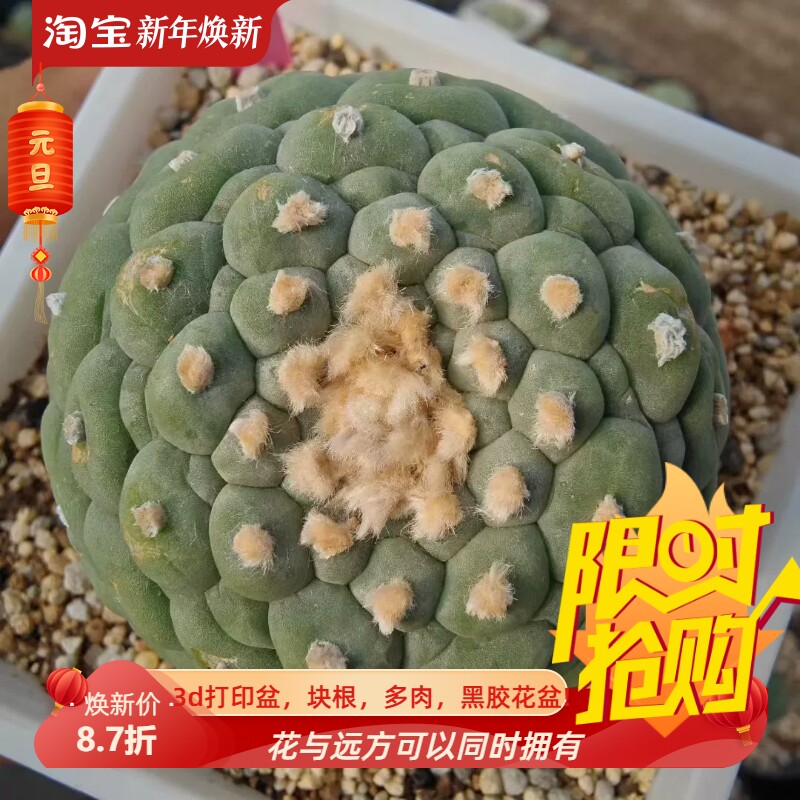实生佛头小疣单头无刺草球潮流仙人球室内盆栽多肉一物一拍8/15