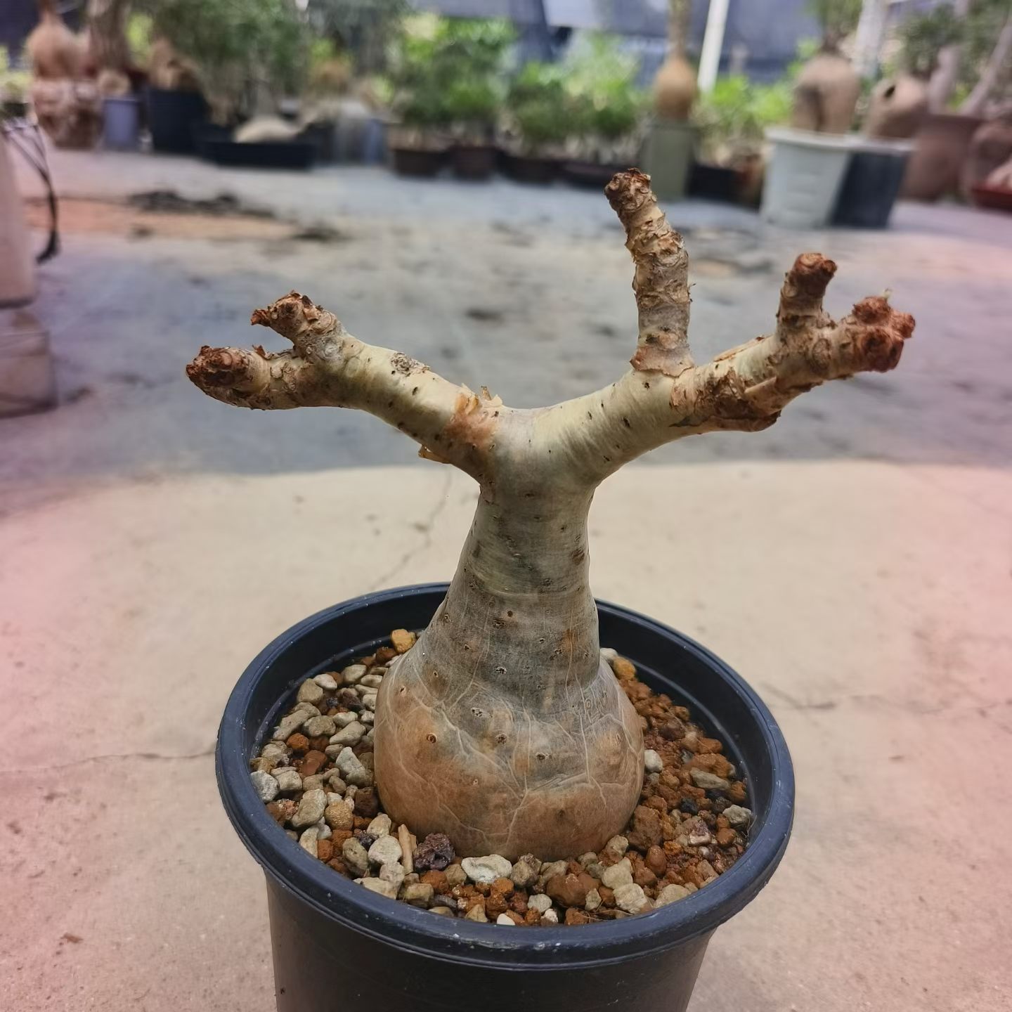 小碎叶葡萄翁。潮流懒人稀有沙漠植物室内盆栽多肉一物一拍7/11