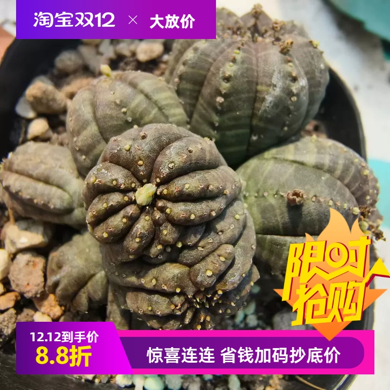 布纹球缀化大戟科块根潮流懒人沙生室内盆栽多肉一物一拍8/24