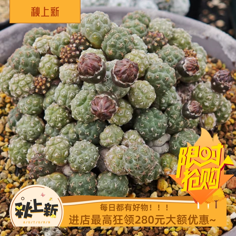 足球团扇大群生萝卜根 要开花团扇仙人球一物一拍室内盆栽肉肉6/8