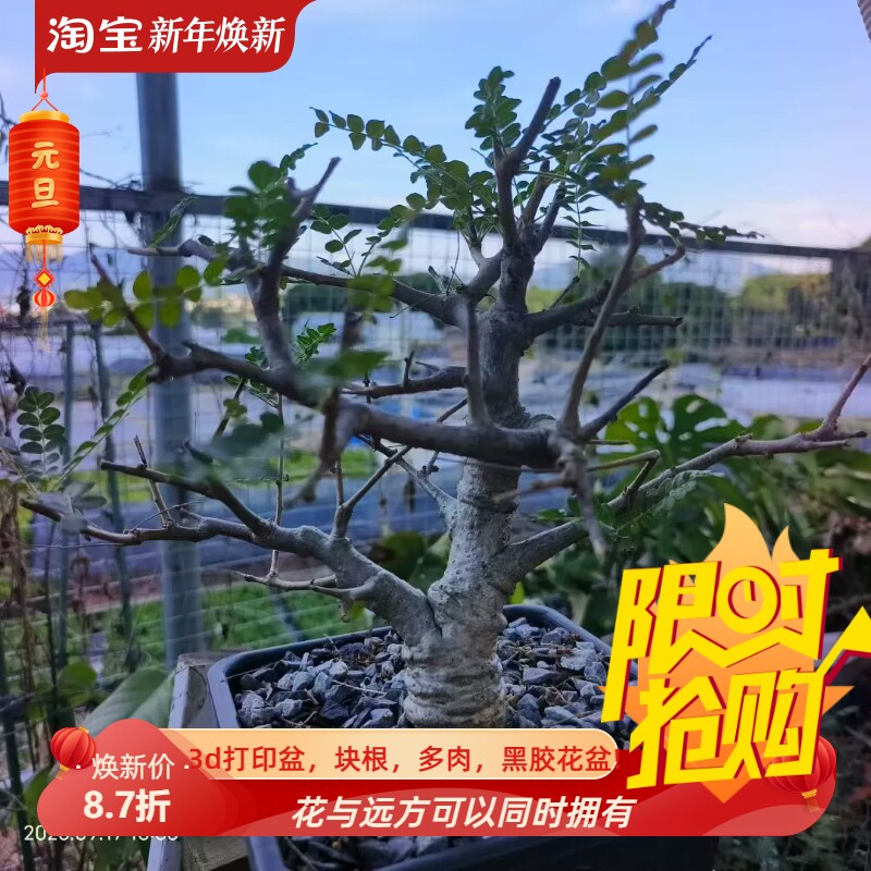 巨粗老桩子尼嘞达乳香潮流块根懒人室内盆栽多肉一物一拍包邮9/17