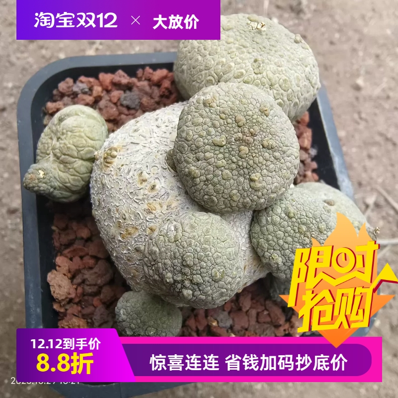 团子状凝蹄玉群生大戟科块根植物稀有品多肉一物一拍包邮10/29