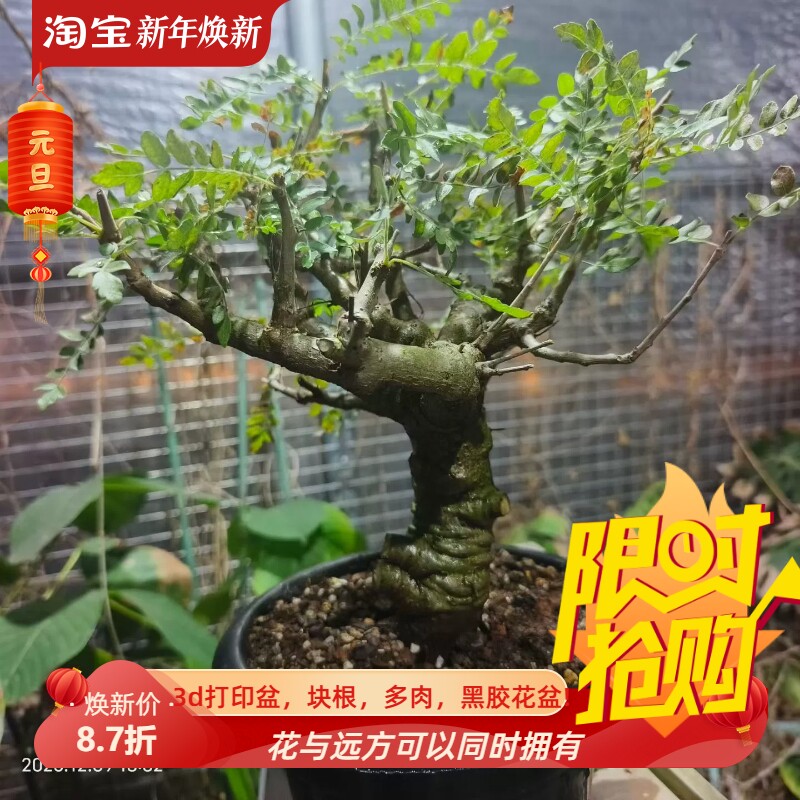 尼嘞达乳香橄榄老桩子一物一拍稀有品种萝卜根潮流多肉包邮12/10