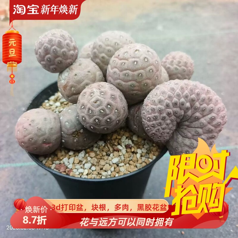 习志野缀化,超美的一颗珠圆玉润仙人球稀有品种多肉一物一拍2/8