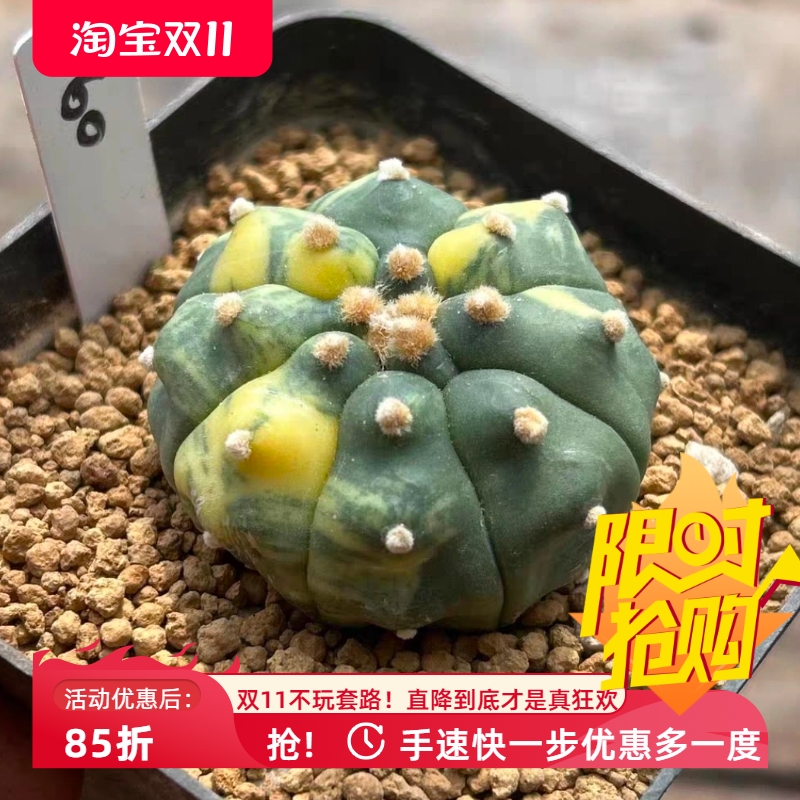 泰系实生龟甲兜虎斑拉丝锦/s60星球属仙人球多肉一物一拍包邮9/15