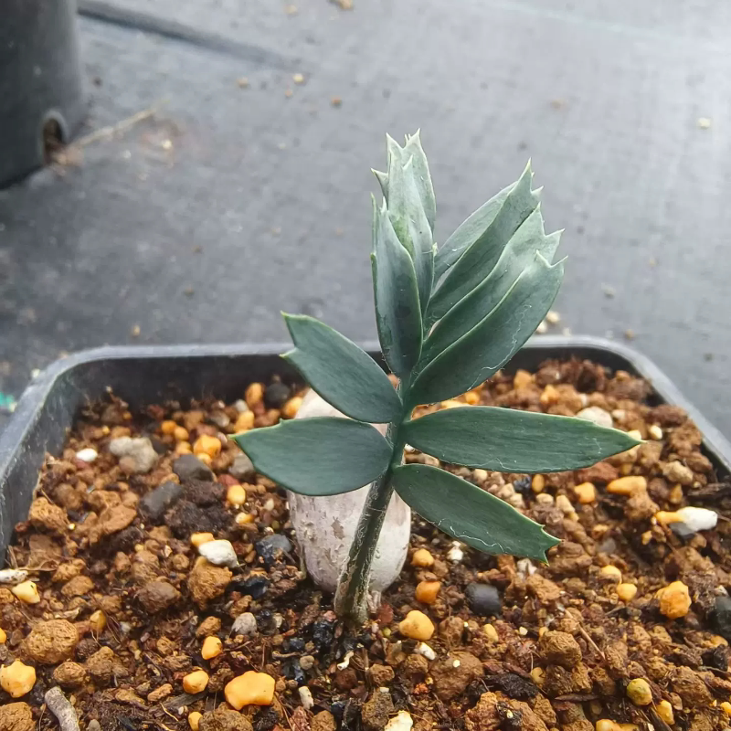 矮型蓝铁桌面绿植块根植物室内稀有品种潮流多肉一物一拍7/17