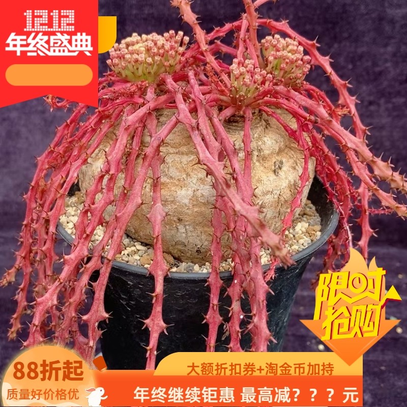 蓬莱岛大戟大戟科潮流懒人块根植物一物一拍稀有品种包邮3/3