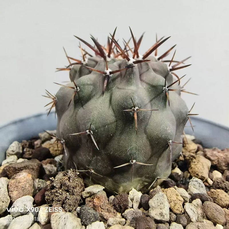 实生黑王丸短红棕刺 不含刺5cm生新奇多肉植物带盆一物一拍4/16