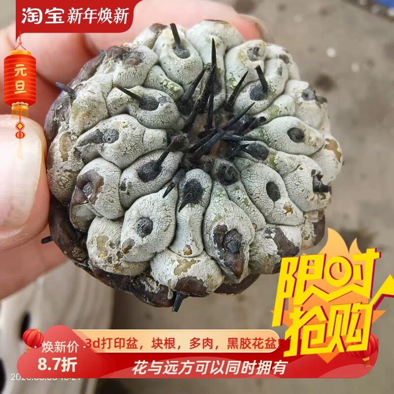 4.5cm单刺孤龙丸 龙爪球属仙人球植物一物一拍室内盆栽包邮8/6