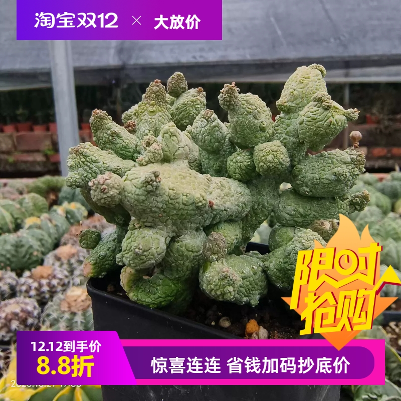 蛇蹄玉大群生萝藦科块根室内盆栽稀有品种多肉一物一拍包邮10/27