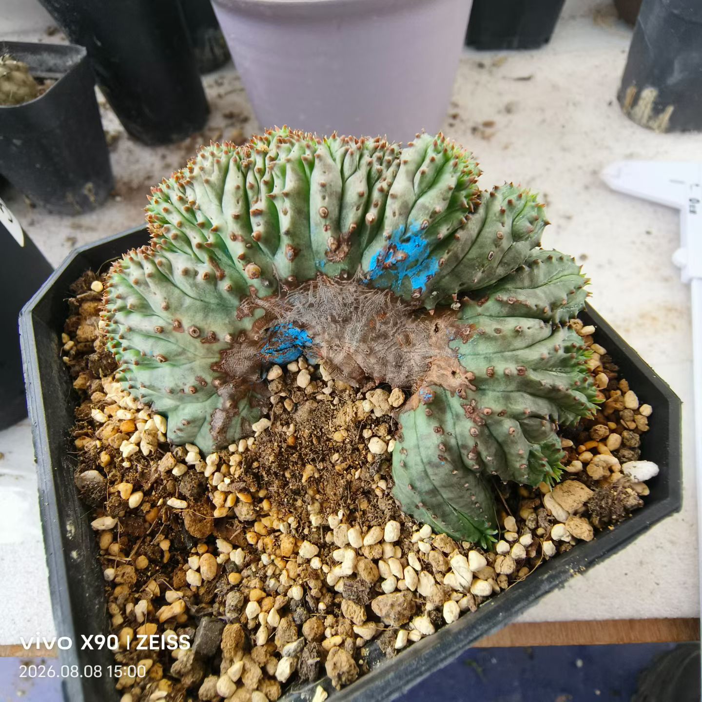 子吹布纹球缀化.侧芽分株大戟科块根植物室内盆栽多肉一物一拍8/8