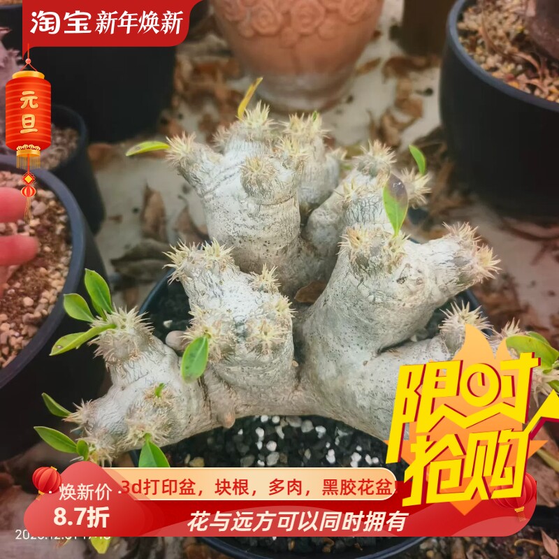 惠比须笑造型好棒棰树属块根潮流一物一拍仙人球潮流多肉包邮12/2