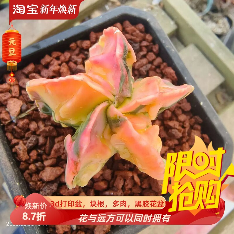 实生核桃鸾凤玉锦星球属仙人球潮流懒人桌面绿植多肉一物一拍2/3