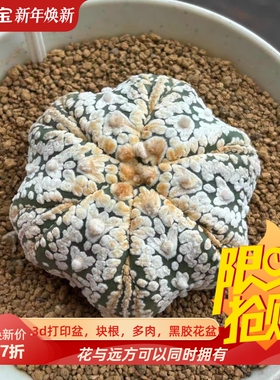 泰系雪花浓白实生海星体V兜/s399星球属多肉一物一拍稀有包邮7/27