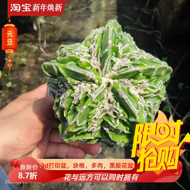 实生五角星核桃鸾凤玉无死角星球属仙人球潮流 多肉一物一拍8/28
