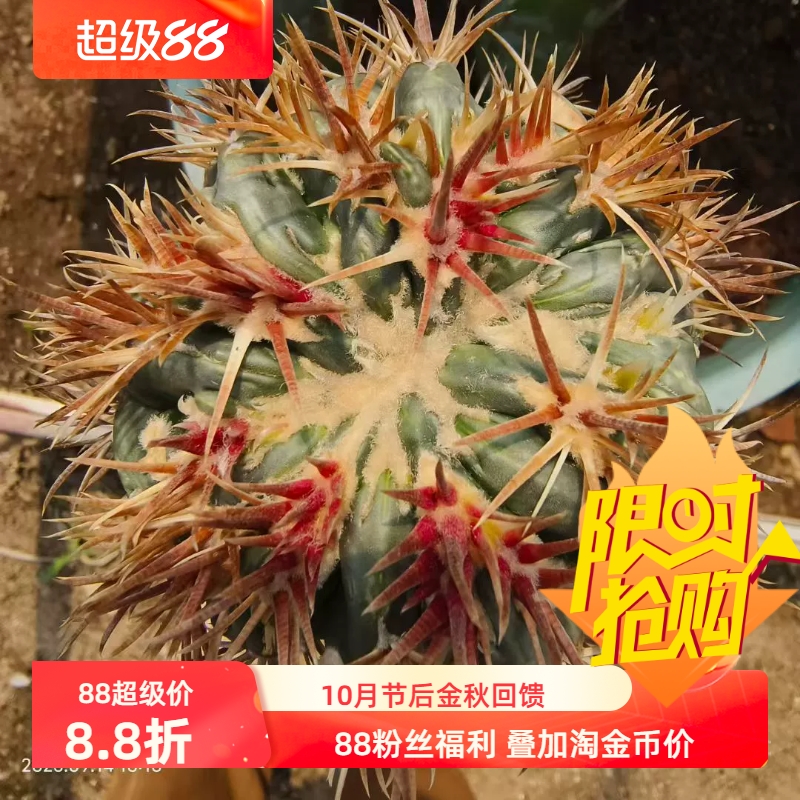 不含刺9cm凌波刺缀嫁接潮流懒人仙人球多肉一物一拍多肉包邮9/14