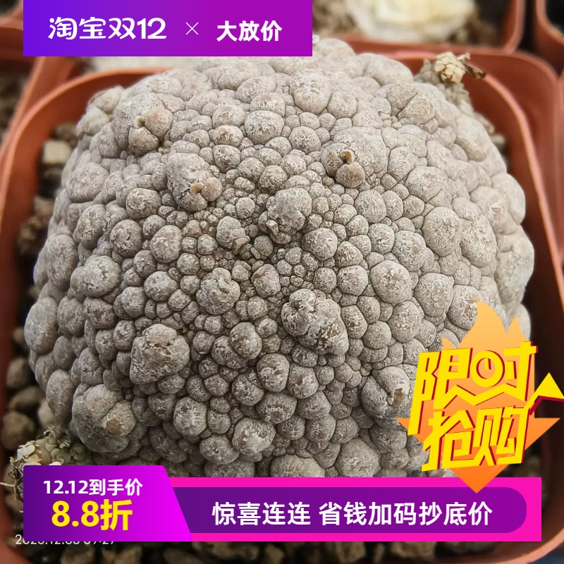 颗粒感十足凝蹄玉。可可爱块根一物一拍仙人球潮流多肉包邮12/3