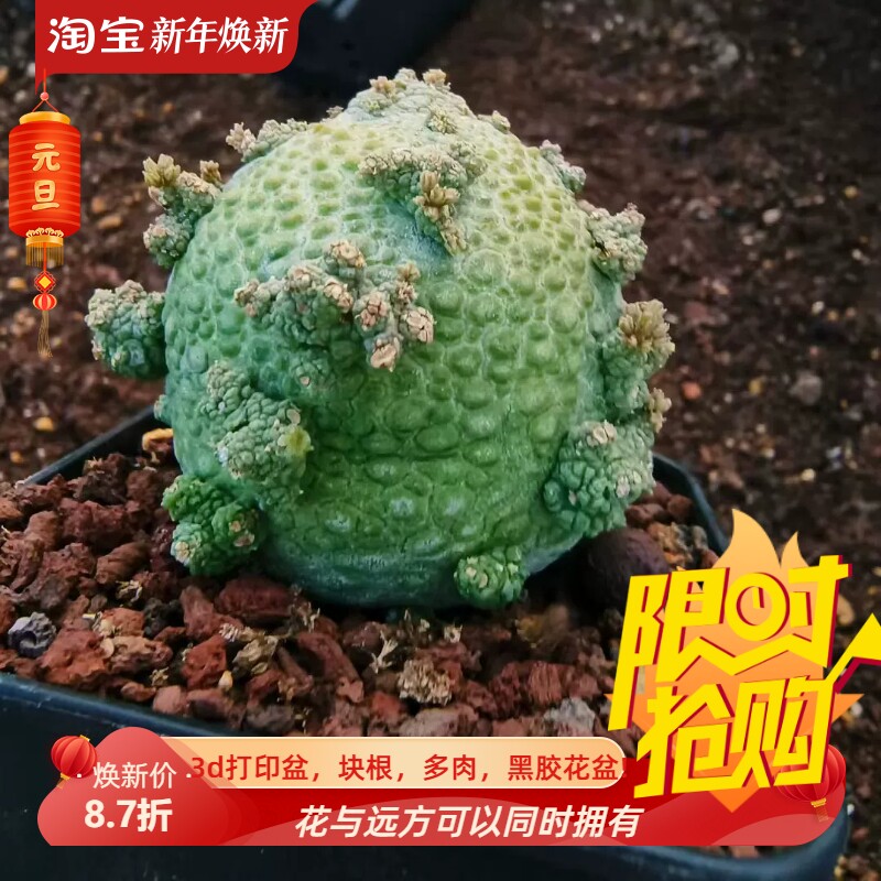 螺旋疣凝蹄玉,非常独特的一颗萝藦科块根多肉一物一拍包邮9/22