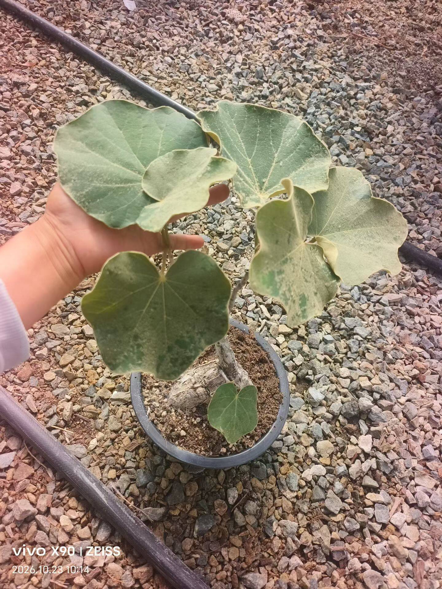毛叶火桐 。仅此一颗块根植物多肉植物潮流懒人一物一拍包邮10/22
