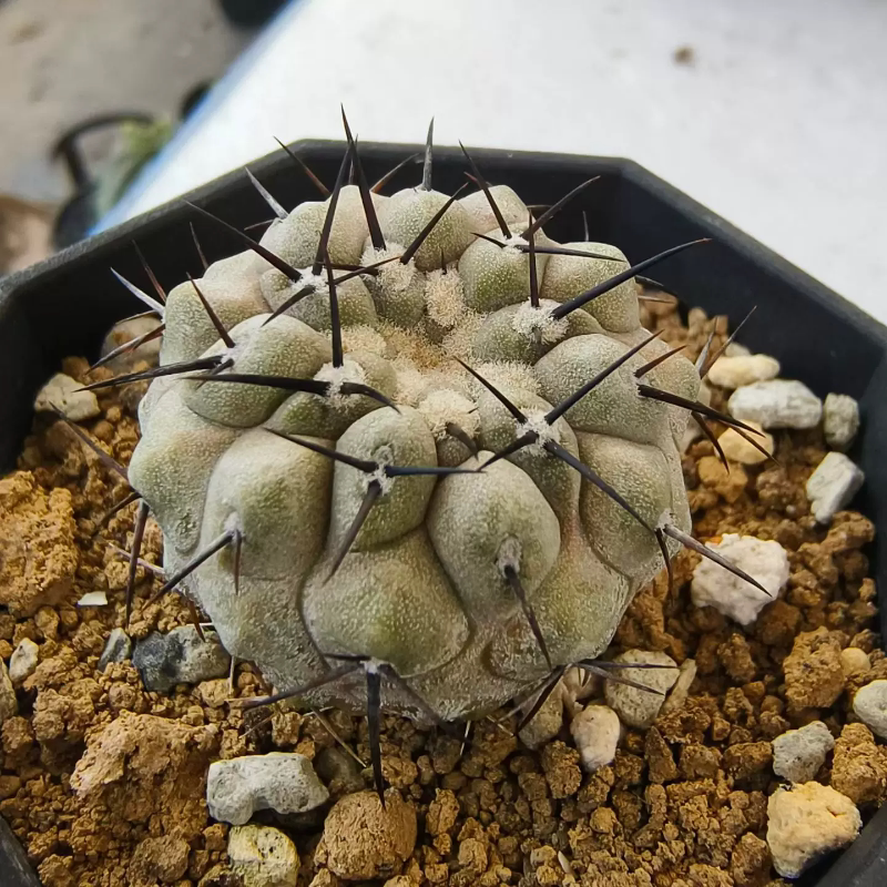 欧系实生孤龙丸龙爪球属仙人球沙漠植物室内盆栽多肉一物一拍7/11