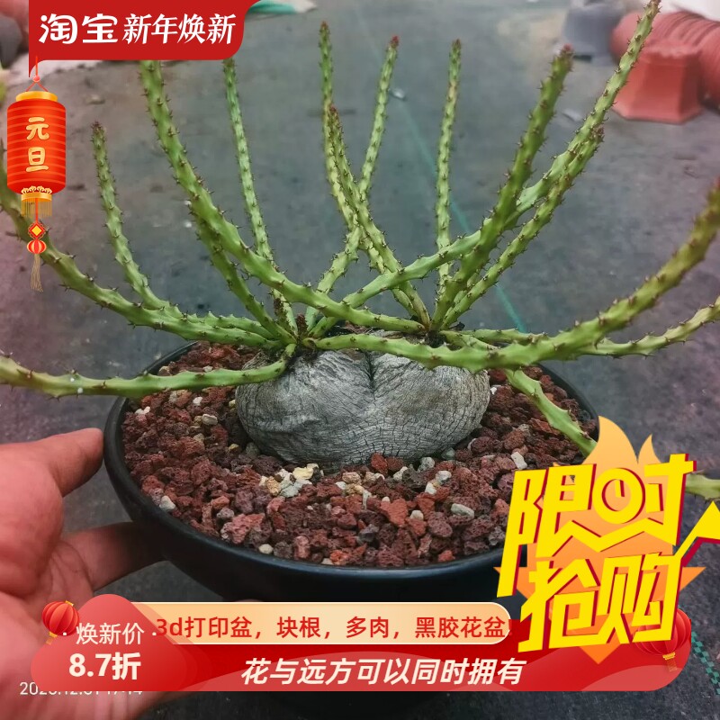 双头蓬莱岛大戟科块根潮流懒人一物一拍桌面绿植室内多肉包邮12/2